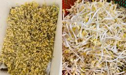 Cách làm giá đỗ bằng cát vừa sạch lại dễ thu hoạch, ăn giòn ngọt hơn thông thường