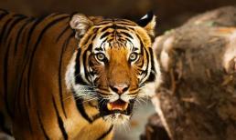 Xui xẻo khó tránh, 3 con giáp vận trình xuống dốc trầm trọng trong tuần mới (22/8-28/8)