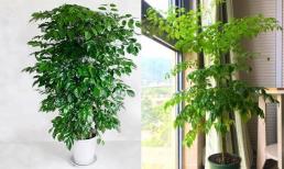 Trồng cây Hạnh Phúc trong nhà, biết mẹo chăm bón này, cây tươi tốt, lá xanh mướt và có thể nở hoa