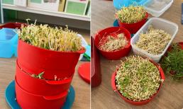 Cách làm giá đỗ bằng xửng hấp vừa dễ, tiện lợi lại sạch sẽ