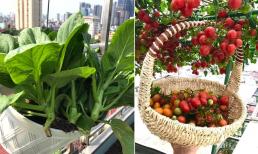 Những sai lầm người mới trồng rau thường mắc phải khiến cây chậm phát triển hoặc chết, cách khắc phục