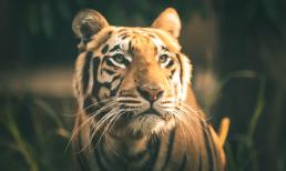 Hết tháng cô hồn là hết khổ, 3 con giáp rũ sạch vận đen, đón lộc tháng mới vô cùng hưng thịnh và phát đạt