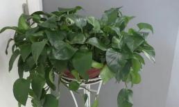 Cây trầu bà xanh ưa nhìn, dễ nuôi nhưng rất 'độc'? Dám nuôi tại nhà, hiểu rõ 'nguyên tắc' là tự tin trồng được