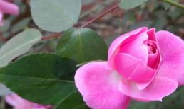 Gia đình nào có con sinh vào 3 giờ này thì cha mẹ vượng vận, gia đạo hưng vượng, trăm năm may mắn, con cháu mai sau phước vô tận