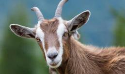 Vận đen đeo bám, 3 con giáp xui xẻo cuối tuần này (27/8-28/8), làm gì cũng không thuận lợi, dễ hỏng việc