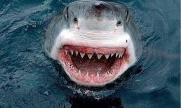 Cá mập rất hung dữ trong đại dương, nhưng tại sao cá mập không thể ăn cá heo? 