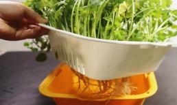 Tự tay trồng rau mùi, bạn có thể hái ăn sau 10 ngày, trồng một lần ăn cả năm