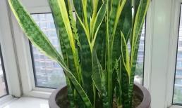 Nếu cây lưỡi hổ 'không phát triển và lá bị thối', dạy bạn làm 3 bước, rễ mọc đầy chậu, và lá non mới tiếp tục nhú lên