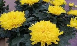 4 loại hoa 'xui xẻo' dù có đẹp đến đâu cũng không nên chưng trong nhà kẻo ảnh hưởng đến sức khỏe