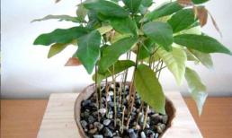 2 loại hạt giống sau khi ăn quả gieo vào đất nảy mầm, trồng thành chậu nhỏ tươi tốt làm cảnh