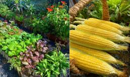 Kinh nghiệm trồng cây cho thu hoạch nhiều, đỡ cỏ dại và sâu bệnh 