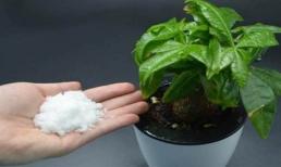 Dù trồng loại hoa gì, rắc một nắm vào chậu hoa thì lá không vàng, không thối rễ, cây xanh tốt sẽ càng sinh sôi nảy nở