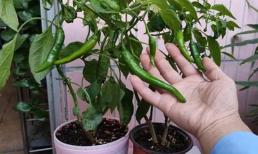 'Dạy bạn mẹo' để chậu ớt của bạn trĩu quả 