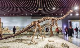 Làm cách nào mà loài khủng long lại được con người phát hiện ra, và ai là người đầu tiên phát hiện ra hóa thạch khủng long?