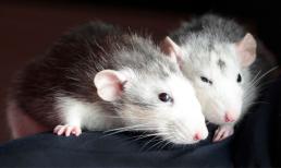 Chia buồn với 3 con giáp xui xẻo cuối tuần này (3/9-4/9), cẩn thận vướng tai bay vạ gió, thất thoát tiền bạc