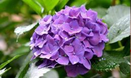 Chỉ cần cha hoặc mẹ sinh vào ngày 7 âm lịch thì con cái sẽ thuận buồm xuôi gió, thành 'rồng phượng' trong thiên hạ!