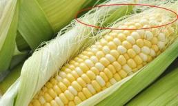 Cách chọn bắp ngô tươi, mềm và ngọt
