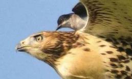 Đại bàng thực sự có thiên địch, bạn có biết kẻ thù tự nhiên của đại bàng là ai không?