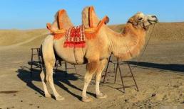 Lạc đà có kẻ thù tự nhiên không? Tại sao bạn chưa nghe nói về động vật giết lạc đà? Bạn có biết tại sao?