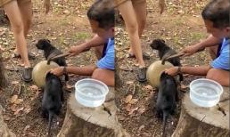 'Nghẹt thở' cảnh giải cứu chú chó con bị mắc kẹt đầu trong chum