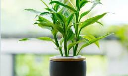 Đặt cây trúc phát lộc tại nhà ở đâu có thể thu hút tài lộc, của cải và tránh được tai họa! 