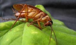 Tại sao những con gián bị giẫm chết, nhưng lại biến mất vào ngày hôm sau? Đừng dẫm lên nó nữa