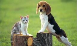 Có câu: “Đàn ông không nuôi mèo, đàn bà không nuôi chó”. Bạn có biết tại sao không? Nó có ý nghĩa không?