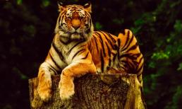 Nửa cuối tháng 8 âm lịch: 3 con giáp vận đỏ như son, may mắn hơn người, tài lộc vượng phát, tình - tiền viên mãn