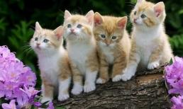 Ba con giáp nữ “đánh không được, mắng không được”, chồng càng sủng càng vượng, càng mắng càng nhiều tai ương