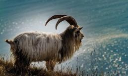 Chia buồn với 3 con giáp xui xẻo tuần này (12/9-18/9), vận trình ảm đạm, đối diện với đủ nguy cơ