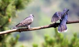 Như có câu: “Hai con chim vào nhà, dù không giàu sang cũng có phúc”. Hai con chim ấy dùng để chỉ hai loài chim nào? 