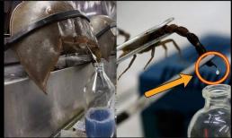 Kỳ lạ nhưng có thật, nọc độc của bọ cạp Deathstalker là chất lỏng đắt nhất thế giới. Nó có thể được bán với mức giá lên tới 40 tỉ đồng/lít