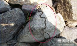 Kẻ thù tự nhiên của giun tròn sắt là gì? Ký sinh ở động vật chân đốt (về cơ bản không có kẻ thù tự nhiên) - bí ẩn chưa được giải mã