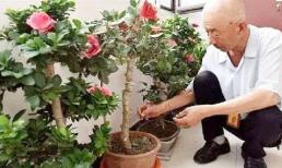 Rắc một 'nắm này' vào chậu hoa, cây dù khó trồng đến đâu cũng không bị sâu bọ hay thối rễ, càng trồng lâu thì sức sống càng mãnh liệt