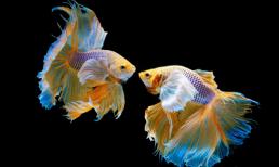 Bốn dấu hiệu này bất ngờ xuất hiện trong nhà, may mắn liên tiếp ghé thăm, tài lộc công danh thăng tiến mạnh mẽ