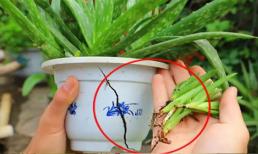 Tránh 3 điều “kiêng kỵ” này khi nuôi nha đam thì chồi mới nhiều và khỏe, lá mập và chậu hoa tươi tốt