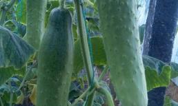 Dưa chuột tuy tốt nhưng không thể ăn cùng thứ này, có hại cho cơ thể, nên chú ý