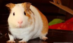 Trong 5 ngày tới (20, 21, 22, 23, 24/9), Rắn là một trong ba con giáp sẽ phát tài, phát lộc nhất!