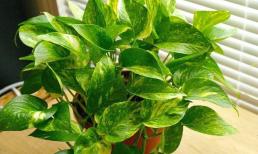 Vị trí đặt cây phong thủy mới nhất năm 2022 chú ý đến sự may mắn và tài lộc thịnh vượng 