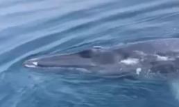 Cá voi xanh bất ngờ xuất hiện ở vùng biển Thanh Hóa