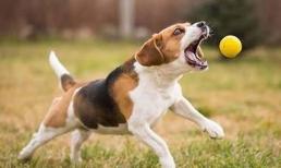 Làm thế nào để đối phó với bọ chét chó ? Nguyên nhân gây ra là gì?