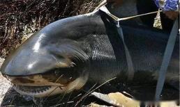 Vẫn có cá mập nước ngọt trên thế giới! Mức độ nguy hiểm chỉ đứng sau cá mập trắng lớn, được mệnh danh là 'sói của biển'