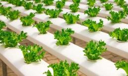 Tóc người bỏ đi có thể được sử dụng để trồng rau thủy canh