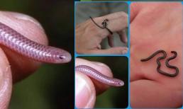Con rắn nhỏ nhất trên thế giới: Rắn sợi Barbados thường bị nhầm với giun đất