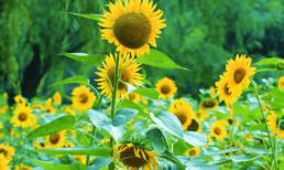 Thành thật mà nói, những người bình thường không thể kiếm được số tiền lớn, trừ khi họ thoát khỏi 3 'vấn đề' này