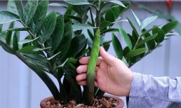 Nuôi cây kim tiền cần tránh “3 điều kỵ”, cây sẽ xanh bốn mùa, cành lá sum suê, bóng mượt, cây mang ý nghĩa giàu sang phú quý