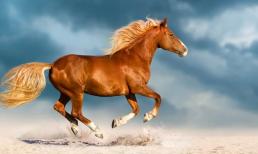 Bắt đầu từ ngày 12/10 vượng đến cuối năm, những con giáp nào trong gia đình sẽ có sự nghiệp khởi sắc, không gặp áp lực trong cuộc sống