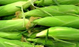 Để bảo quản ngô tươi, tốt nhất không nên cho trực tiếp vào tủ lạnh, dạy bạn một mẹo là ngô có thể ngậm nước và tươi cả mùa đông