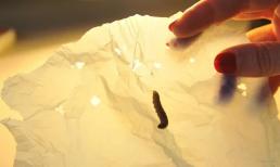 Các nhà khoa học phát hiện ra nước bọt của sâu sáp có thể nhanh chóng phá huỷ được túi nhựa