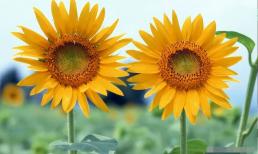  Bảng xếp hạng độ giàu có của 12 con giáp năm 2023 được tiết lộ, bạn xếp ở đâu?